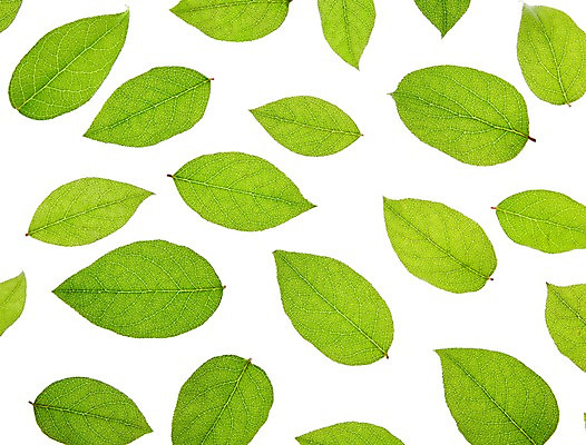 포토 JPG 스튜디오촬영 식물 컬러 백그라운드 컨셉 잎 자연 나뭇잎 실내 누끼 사람없음 초록색 풀 국내포토 내부 생태계 파일형식