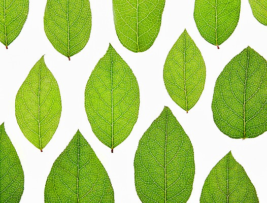 포토 JPG 스튜디오촬영 식물 컬러 백그라운드 컨셉 잎 자연 나뭇잎 실내 누끼 사람없음 초록색 풀 국내포토 내부 생태계 파일형식