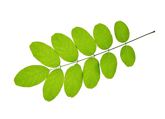 포토 JPG 스튜디오촬영 식물 컬러 백그라운드 컨셉 잎 자연 나뭇잎 실내 누끼 사람없음 초록색 풀 국내포토 내부 생태계 파일형식