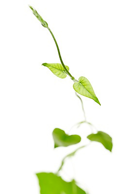 포토 JPG 스튜디오촬영 식물 컬러 백그라운드 컨셉 잎 자연 나뭇잎 실내 누끼 사람없음 아웃포커스 초록색 풀 덩굴 국내포토 촬영기법 내부 생태계 파일형식