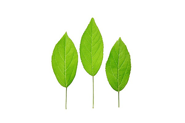 포토 JPG 스튜디오촬영 식물 컬러 백그라운드 컨셉 잎 자연 나뭇잎 실내 누끼 사람없음 초록색 풀 국내포토 내부 생태계 파일형식