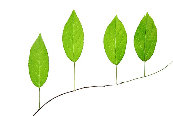 포토 JPG 스튜디오촬영 식물 컬러 백그라운드 컨셉 잎 자연 나뭇잎 실내 누끼 사람없음 초록색 풀 국내포토 내부 생태계 파일형식