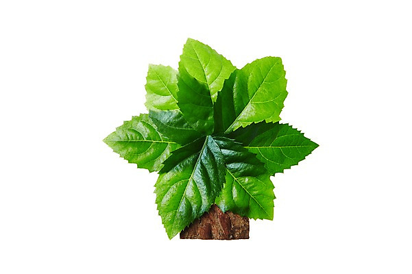 포토 JPG 스튜디오촬영 식물 컬러 백그라운드 컨셉 잎 자연 나뭇잎 실내 누끼 사람없음 초록색 풀 나무껍질 국내포토 나무 내부 껍질 생태계 파일형식