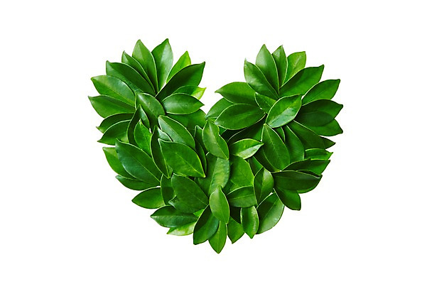 포토 JPG 스튜디오촬영 식물 컬러 백그라운드 컨셉 잎 자연 나뭇잎 실내 누끼 사람없음 초록색 하트 풀 국내포토 모양 내부 생태계 파일형식