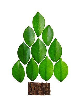 포토 JPG 스튜디오촬영 나무 식물 컬러 백그라운드 컨셉 잎 자연 나뭇잎 실내 누끼 사람없음 초록색 풀 나무껍질 나무모양 국내포토 모양 내부 껍질 생태계 파일형식