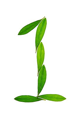 포토 JPG 스튜디오촬영 식물 1 컬러 백그라운드 컨셉 잎 자연 나뭇잎 실내 누끼 사람없음 초록색 숫자 풀 아라비아숫자 국내포토 문자 내부 생태계 파일형식