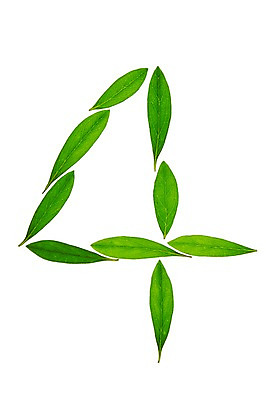 포토 JPG 스튜디오촬영 식물 컬러 백그라운드 컨셉 잎 자연 나뭇잎 실내 누끼 사람없음 초록색 숫자 풀 4 사 아라비아숫자 국내포토 문자 내부 생태계 파일형식