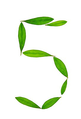 포토 JPG 스튜디오촬영 식물 컬러 백그라운드 컨셉 잎 자연 나뭇잎 실내 누끼 사람없음 초록색 숫자 풀 오 아라비아숫자 5 국내포토 문자 내부 생태계 파일형식