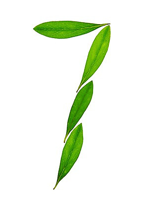 포토 JPG 스튜디오촬영 식물 컬러 백그라운드 컨셉 잎 자연 나뭇잎 실내 누끼 사람없음 초록색 숫자 칠 풀 아라비아숫자 7 국내포토 문자 내부 생태계 파일형식