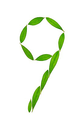 포토 JPG 스튜디오촬영 식물 컬러 백그라운드 컨셉 잎 자연 나뭇잎 실내 누끼 사람없음 초록색 숫자 구 9 풀 아라비아숫자 국내포토 문자 내부 생태계 파일형식