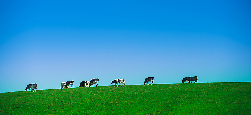 포토 JPG 해외이미지 나무 동물 음료 자연 하늘 그림자 풍경 사람없음 가로 초록색 태양 농장 가축 우유 프랑스 샴페인 방목 언덕 해외202004 해외포토 자연요소 식물 유럽 컬러 농업 유제품 주류 축산업 생태계 파일형식 이미지허브