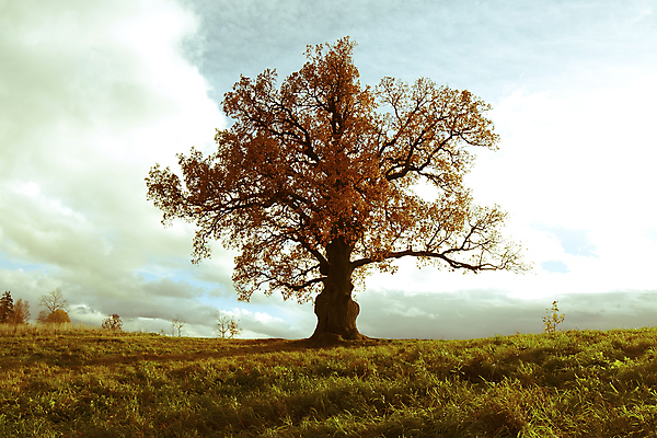 포토 JPG 해외이미지 나무 식물 구름 1 계절 공원 실루엣 백그라운드 잎 오렌지 자연 하늘 풍경 사람없음 야외 가로 초록색 파란색 빛 컬러풀 갈색 노란색 환경 검은색 가을 흰색 나뭇가지 황금 싱글 에코 내추럴 옛날 해외202004 해외포토 자연요소 공공시설 컬러 과일 촬영기법 생태계 파일형식 이미지허브