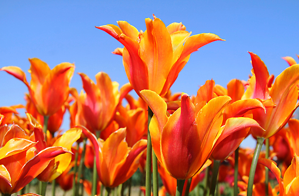 포토 JPG 해외이미지 식물 계절 꽃잎 꽃 백그라운드 농업 오렌지 자연 하늘 사람없음 야외 빨간색 초록색 파란색 컬러풀 노란색 정원 봄 활발 튤립 성장 벚꽃 시골 개화 그룹 네덜란드 장면 내추럴 구성 세련 해외202004 해외포토 유럽 산업 컬러 컨셉 과일 생태계 파일형식 이미지허브