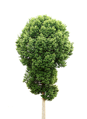 포토 JPG 해외이미지 나무 식물 1 계절 줄기 백그라운드 잎 자연 사람없음 야외 목재 초록색 환경 정원 봄 성장 흰색 나뭇가지 소나무 고독 숲 큼 묘사 싱글 나무껍질 내추럴 고립 생태학 엘리먼트 옛날 그리너리 해외202004 해외포토 교육 감정 컬러 재료 껍질 크기 생태계 파일형식 트랜드컬러 이미지허브