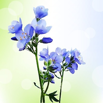 EPS 해외이미지 꽃 백그라운드 패턴 일러스트 수채화 사람없음 파란색 컬러풀 보케 해외202004 해외일러스트 식물 컬러 무늬 파일형식 벡터 이미지허브