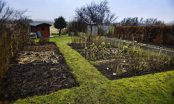 포토 JPG 해외이미지 식물 지구 음식 채소 자연 덴마크 취미 사람없음 초록색 정원 흙 수확 성장 시골 침대 땅 유기농 원예 헛간 내추럴 식용 해외202004 해외포토 웰빙 컬러 가구 농업 북유럽 생태계 저장고 파일형식 이미지허브