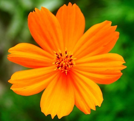 포토 JPG 해외이미지 식물 꽃잎 꽃 분홍색 꽃무늬 오렌지 자연 국화 사람없음 빨간색 여름 세트 컬러풀 장미 노란색 보라색 봄 활발 벚꽃 흰색 신선 개화 그룹 난초 변화 선택 백합 자르기 수집 달리아 제비꽃 묘사 코스모스 데이지 붓꽃 고립 섞기 아욱 많음 피튜니아 해외202004 해외포토 계절 컬러 컨셉 무늬 과일 모션 생태계 파일형식 이미지허브