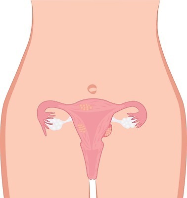 EPS 해외이미지 여자 과학 일러스트 해부 건강 사람 내부 약 임신 오르간 질병 척추 그림 시스템 문제 섬유 자궁 암 타입 종양 해외202004 해외일러스트 의학 뼈 직물 장기_의학 건반악기 파일형식 벡터 이미지허브