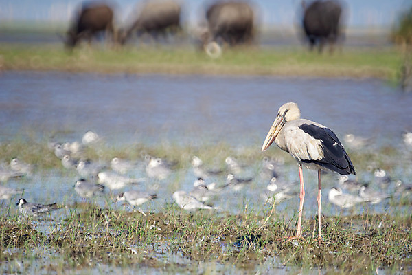 포토 JPG 해외이미지 동물 공원 유럽 호수 야생동물 바다 백그라운드 날개 자연 갈매기 조류 하늘 오리 풍경 사람없음 야외 빨간색 초록색 물 여름 파란색 빛 강 컬러풀 반사 머리 환경 검은색 봄 흰색 연못 왜가리 깃털 부리 보케 백조 장면 철새 내추럴 해외202004 해외포토 자연요소 계절 공공시설 나라 컬러 신체부위 생태계 파일형식 이미지허브