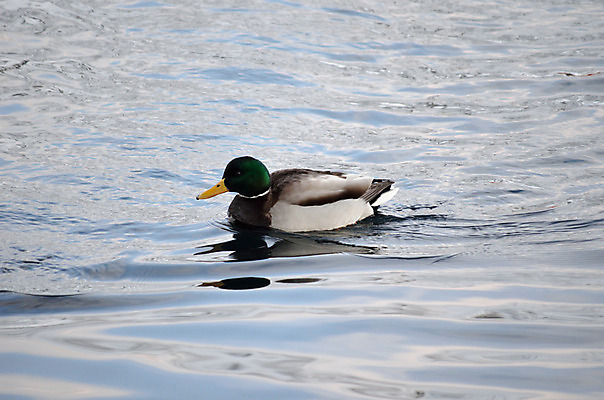 포토 JPG 해외이미지 동물 응시 계절 남자 야생동물 바다 포즈 겨울 날개 자연 조류 오리 사람없음 야외 옆모습 초록색 물 파란색 컬러풀 갈색 닫기 깃털 부리 장면 물새 청둥오리 계산서 해외202004 해외포토 자연요소 시선 뷰포인트 컬러 모션 사람 생태계 파일형식 이미지허브