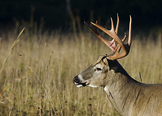 포토 JPG 해외이미지 동물 남자 야생동물 밭 포유류 자연 사슴 뿔 사람없음 야외 달러 숲 사냥 신발장 해외202004 해외포토 돈 농업 사람 생태계 파일형식 이미지허브