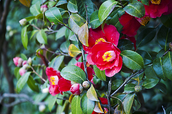 포토 JPG 해외이미지 식물 꽃잎 꽃 분홍색 잎 자연 발렌타인데이 사랑 사람없음 장식 초록색 정원 맑음 봄 활발 젖음 벚꽃 신선 개화 이슬 12월 묘사 생물학 향기 아로마 내추럴 고립 완전 해외202004 해외포토 계절 교육 감정 컬러 컨셉 데이이벤트 날씨 날짜 생태계 냄새 파일형식 이미지허브