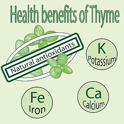 EPS 해외이미지 식물 계절 꽃 선 음식 백그라운드 잎 꽃무늬 다이어트 채소 일러스트 재료 자연 건강 요리 초록색 여름 농장 주방 정원 봄 흰색 나뭇가지 신선 양념 조미료 약초 철 허브 향신료 그림 유기농 질감 매움 향기 내추럴 백리향 엘리먼트 채식주의자 칼슘 해외202004 해외일러스트 나무 웰빙 컬러 무늬 농업 풀_식물 맛 생태계 채식 냄새 향미료 파일형식 벡터 이미지허브