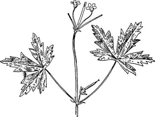 EPS 해외이미지 꽃 선 잎 일러스트 미술 사람없음 검은색 들꽃 흰색 그림 판화 시베리아 제라늄 해외202004 해외일러스트 식물 컬러 문화예술 파일형식 벡터 이미지허브