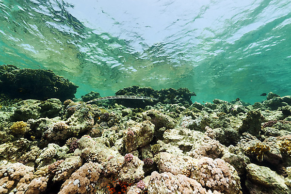 포토 JPG 해외이미지 식물 동물 모래 바다 백그라운드 자연 표면 어류 풍경 사람없음 물 파란색 컬러풀 햇빛 태양 바닷속 수중 광선 산호 아래 장면 암초 깊이 소금물 이국적 침몰 파라다이스 해외202004 해외포토 자연요소 컬러 수중동물 자포동물 방향 생태계 위치 파일형식 이미지허브