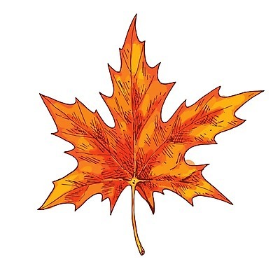 EPS 해외이미지 나무 식물 디자인 계절 실루엣 백그라운드 단풍 잎 캐나다 오렌지 일러스트 자연 추상 미술 그래픽 빨간색 여름 환경 미국 봄 수확 가을 흰색 나뭇가지 숲 스케치 심볼 오브젝트 사인 싱글 그림 내추럴 고립 생태학 엘리먼트 스타일 해외202004 해외일러스트 교육 컬러 북아메리카 무늬 농업 과일 문화예술 촬영기법 생태계 파일형식 벡터 이미지허브