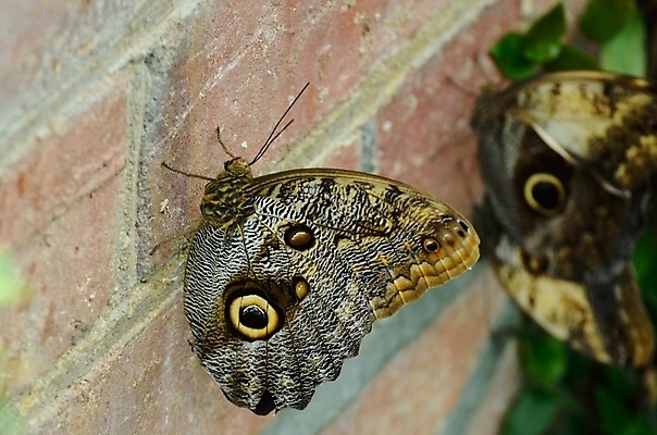 포토 JPG 해외이미지 동물 꽃 야생동물 벽 나비 자연 안테나 미술 앉기 사람없음 초록색 컬러풀 노란색 흰색 동물상 해외202004 해외포토 식물 컬러 곤충 통신 모션 문화예술 조형물 생태계 파일형식 이미지허브