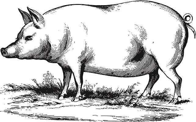 EPS 해외이미지 동물 디자인 선 백그라운드 농업 일러스트 포유류 자연 유물 육류 돼지고기 미술 반려동물 농장 검은색 가축 수확 골동품 흰색 시간 돼지 소 중세 자르기 뿌리기 향수 그림 복고 햄 판화 멧돼지 프랑스어 고립 목판화 식품점 엘리먼트 옛날 스타일 해외202004 해외일러스트 문자 전통 산업 컬러 식재료 모션 문화예술 상점 화장품 역사 생태계 파일형식 벡터 이미지허브