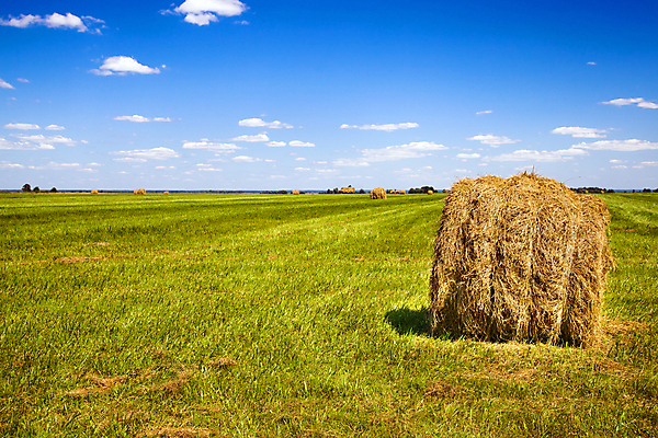 포토 JPG 해외이미지 식물 아이콘 디자인 계절 실루엣 음료 음식 백그라운드 컨셉 잎 밭 농업 일러스트 회사 비즈니스 교통시설 자연 사람없음 그래픽 빨간색 농작물 농장 노란색 라벨 경작 수확 성장 시골 시장 시리얼 밀 심볼 오브젝트 사인 유기농 보리 배지 포도나무 트랙터 내추럴 고립 밭일 엘리먼트 활자 해외202004 해외포토 웰빙 산업 컬러 교통 곡류 프레임 촬영기법 농사 농기계 과일나무 시설 생태계 특수차량 활자판 파일형식 이미지허브