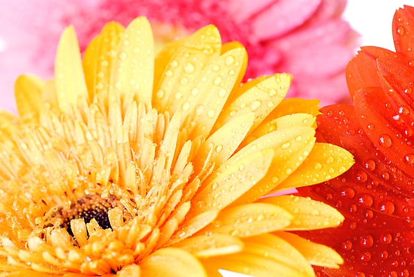 포토 JPG 해외이미지 식물 계절 꽃잎 꽃 분홍색 꽃다발 백그라운드 잎 꽃무늬 자연 발렌타인데이 선물 사랑 사람없음 초록색 물 컬러풀 노란색 머리 보라색 봄 거품 젖음 성장 벚꽃 흰색 물방울 신선 생일 떨어짐 이슬 빗방울 묘사 오브젝트 싱글 데이지 거베라 해외202004 해외포토 자연요소 기념일 감정 컬러 컨셉 무늬 데이이벤트 신체부위 비_날씨 생태계 파일형식 이미지허브