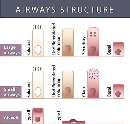 EPS 해외이미지 접시 과학 신체 일러스트 해부 뼈 세포 건강 사람 약 머리 입 구멍 감각 오르간 호흡기관 불안 그림 코 생물학 냄새 시스템 해외202004 해외일러스트 식기 교육 감정 의학 신체부위 장기_의학 건반악기 파일형식 벡터 이미지허브