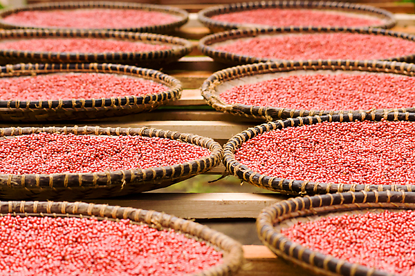 포토 JPG 해외이미지 계절 열매 문화 음식 분홍색 재료 태국 건조 씨앗 사람없음 빨간색 장미 바구니 양념 낟알 인도인 허브 가득함 향신료 유기농 매움 후추 남쪽 마다가스카르 이국적 플로리다 브라질사람 해외202004 해외포토 외국인 식물 웰빙 꽃 아시아 컬러 동양인 미국 맛 방향 향미료 파일형식 이미지허브