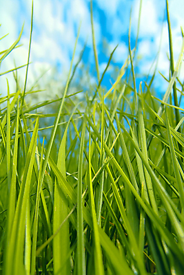 포토 JPG 해외이미지 식물 구름 공원 꽃무늬 밭 농업 자연 하늘 풍경 잔디 사람없음 초록색 여름 파란색 햇빛 태양 정원 성장 시골 내추럴 해외202004 해외포토 자연요소 계절 공공시설 꽃 산업 컬러 무늬 생태계 파일형식 이미지허브