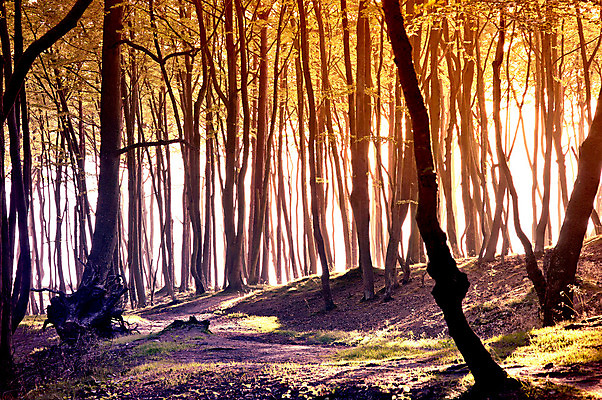 포토 JPG 해외이미지 주간 나무 식물 공원 길 잎 자국 자연 산 사람없음 야외 초록색 파란색 태양 노란색 환경 어둠 침묵 하이킹 탐험 안개 나뭇가지 황무지 숲 신비 무서움 진달래 산등성이 서식지 내추럴 뿌연 서쪽 오싹 선두 해외202004 해외포토 자연요소 공공시설 꽃 감정 컬러 컨셉 레저 날씨 소리 방향 생태계 파일형식 이미지허브
