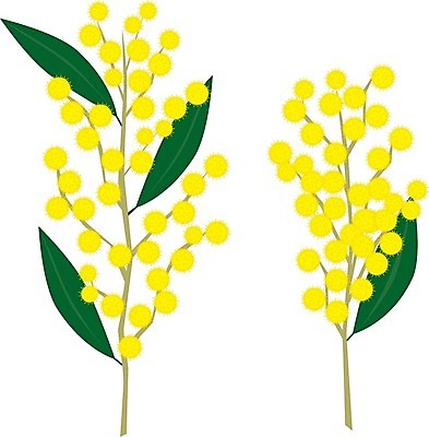 EPS 해외이미지 식물 디자인 꽃 일러스트 자연 초록색 노란색 개화 호주 그림 아카시아 해외202004 해외일러스트 나무 컬러 오세아니아 생태계 파일형식 벡터 이미지허브