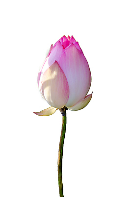 포토 JPG 해외이미지 식물 디자인 꽃잎 꽃 선 분홍색 백그라운드 꽃무늬 패턴 자연 사람없음 장식 초록색 물 평화 정원 침묵 봄 벚꽃 흰색 개화 우아함 인도인 순수 명상 베트남 신성 내추럴 고립 엘리먼트 이국적 해외202004 해외포토 자연요소 외국인 계절 컬러 컨셉 무늬 동양인 동남아시아 소리 생태계 파일형식 이미지허브