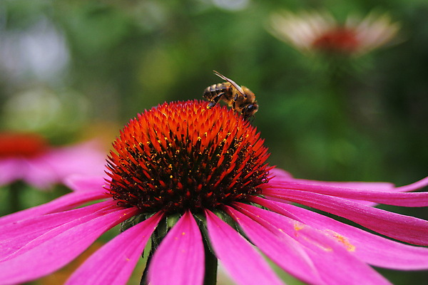 포토 JPG 해외이미지 식물 동물 꽃잎 꽃 분홍색 곤충 자연 노동자 건강 씨앗 사람없음 빨간색 초록색 햇빛 약 머리 정원 보라색 봄 들꽃 수확 벚꽃 못 수분 자주색 허브 원예 바쁨 꽃가루 꿀 스파이크 호박벌 해외202004 해외포토 직업 계절 컬러 농업 의학 취미 신체부위 태양 공구 벌_곤충 가루 생태계 파일형식 이미지허브