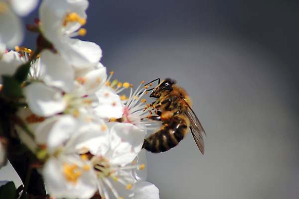 포토 JPG 해외이미지 식물 꽃잎 꽃 야생동물 곤충 백그라운드 잎 자연 털 사람없음 야외 여름 노란색 봄 벚꽃 흰색 벌레 말벌 사과 작음 수분 벌 수집 묘사 싱글 바쁨 꽃가루 꿀 솜털 해외202004 해외포토 동물 계절 컬러 과일 벌_곤충 크기 가루 생태계 파일형식 이미지허브