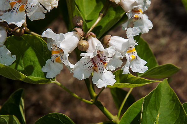포토 JPG 해외이미지 나무 식물 디자인 계절 꽃잎 꽃 낙엽 잎 꽃무늬 자연 콩 풍경 사람없음 장식 초록색 컬러풀 환경 정원 성장 벚꽃 흰색 신선 원예 내추럴 꼬투리 해외202004 해외포토 컬러 무늬 곡류 취미 생태계 파일형식 이미지허브