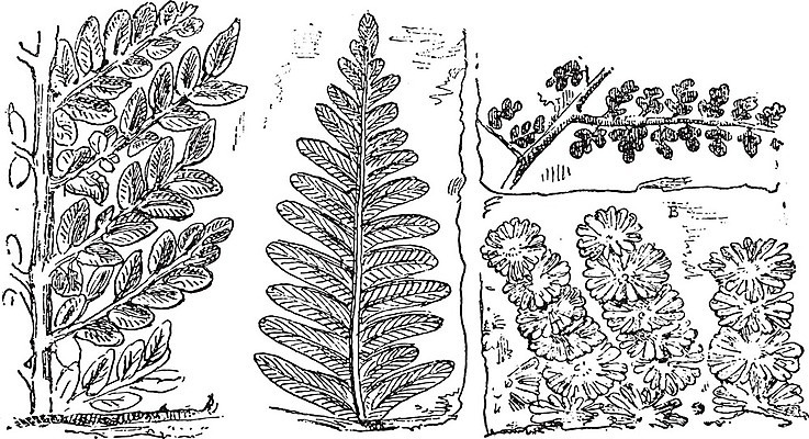 EPS 해외이미지 식물 과학 패턴 일러스트 생물 미술 사람없음 검은색 골동품 성장 흰색 그림 생물학 치수 화석 고생물 판화 멸종 내추럴 기간 석탄 옛날 해외202004 해외일러스트 교육 컬러 무늬 문화예술 파일형식 벡터 이미지허브