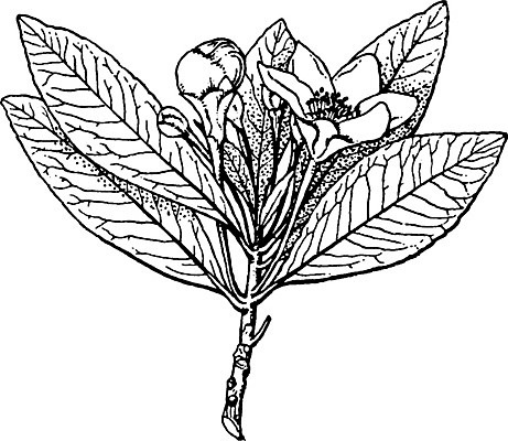 EPS 해외이미지 선 날개 유적 일러스트 미술 씨앗 사람없음 검은색 폭포 흰색 나뭇가지 그림 눈금 위치 판화 원뿔 스파이크 얇은 해외202004 해외일러스트 도형 나무 식물 전통 컬러 자연 문화예술 파일형식 벡터 이미지허브