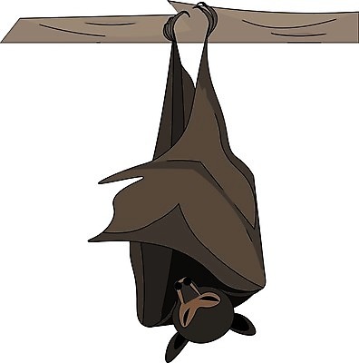 EPS 해외이미지 나무 동물 캐릭터 행복 야생동물 백그라운드 날개 일러스트 포유류 휴가 매달리기 미술 그래픽 검은색 할로윈 나뭇가지 잠 야간 무서움 만화 심볼 박쥐 흡혈귀 고립 호러 해외202004 해외일러스트 일러캐릭터 자연요소 식물 감정 컬러 모션 문화예술 공포 파일형식 벡터 이미지허브