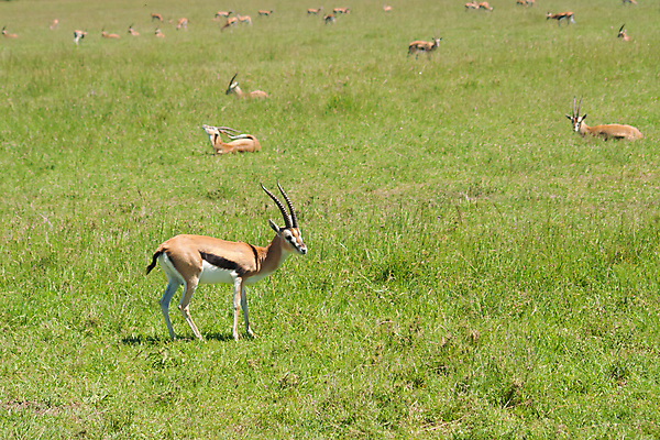 포토 JPG 해외이미지 나무 동물 응시 공원 야생동물 포유류 아프리카 자연 휴가 서기 사람없음 야외 게임 보호 큼 사파리 목 케냐 남쪽 내추럴 가젤 남아프리카 사바나 승인 전국 해외202004 해외포토 식물 시선 공공시설 나라 컨셉 모션 놀이 신체부위 크기 방향 생태계 파일형식 이미지허브
