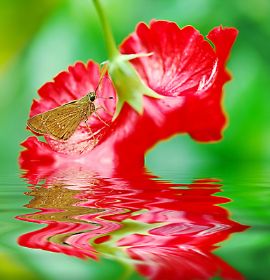 포토 JPG 해외이미지 나비 곤충 잎 농업 자연 밥 사람없음 물 반사 환경 생태학 히비스커스 해외202004 해외포토 자연요소 식물 동물 교육 꽃 산업 음식 생태계 파일형식 이미지허브