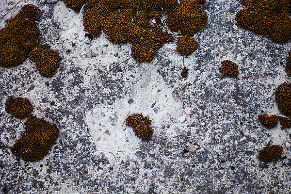포토 JPG 해외이미지 식물 산업 백그라운드 자연 표면 날씨 추상 이끼 사람없음 건물 초록색 갈색 블록 회색 성장 판넬 거친 버리기 질감 시멘트 내추럴 방치 옛날 콘크리트 해외202004 해외포토 건축물 컬러 무늬 모션 생태계 파일형식 이미지허브