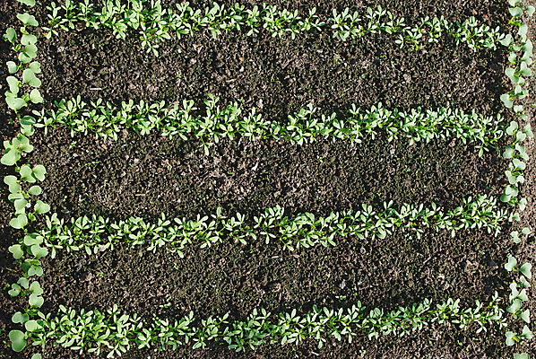 포토 JPG 해외이미지 식물 계절 지구 잎 밭 농업 채소 부분 건강 들기 사람없음 초록색 농작물 농장 갈색 새싹 환경 정원 흙 봄 활발 성장 신선 작음 땅 유기농 원예 먼지 지역 내추럴 땅바닥 밭일 총각무 총쏘기 세련 해외202004 해외포토 웰빙 산업 컬러 컨셉 모션 바닥 취미 크기 무 파일형식 이미지허브